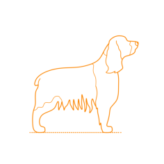 Animals Dogs English Springer Spaniel Outline Icon Svg Set, Free Vectors File